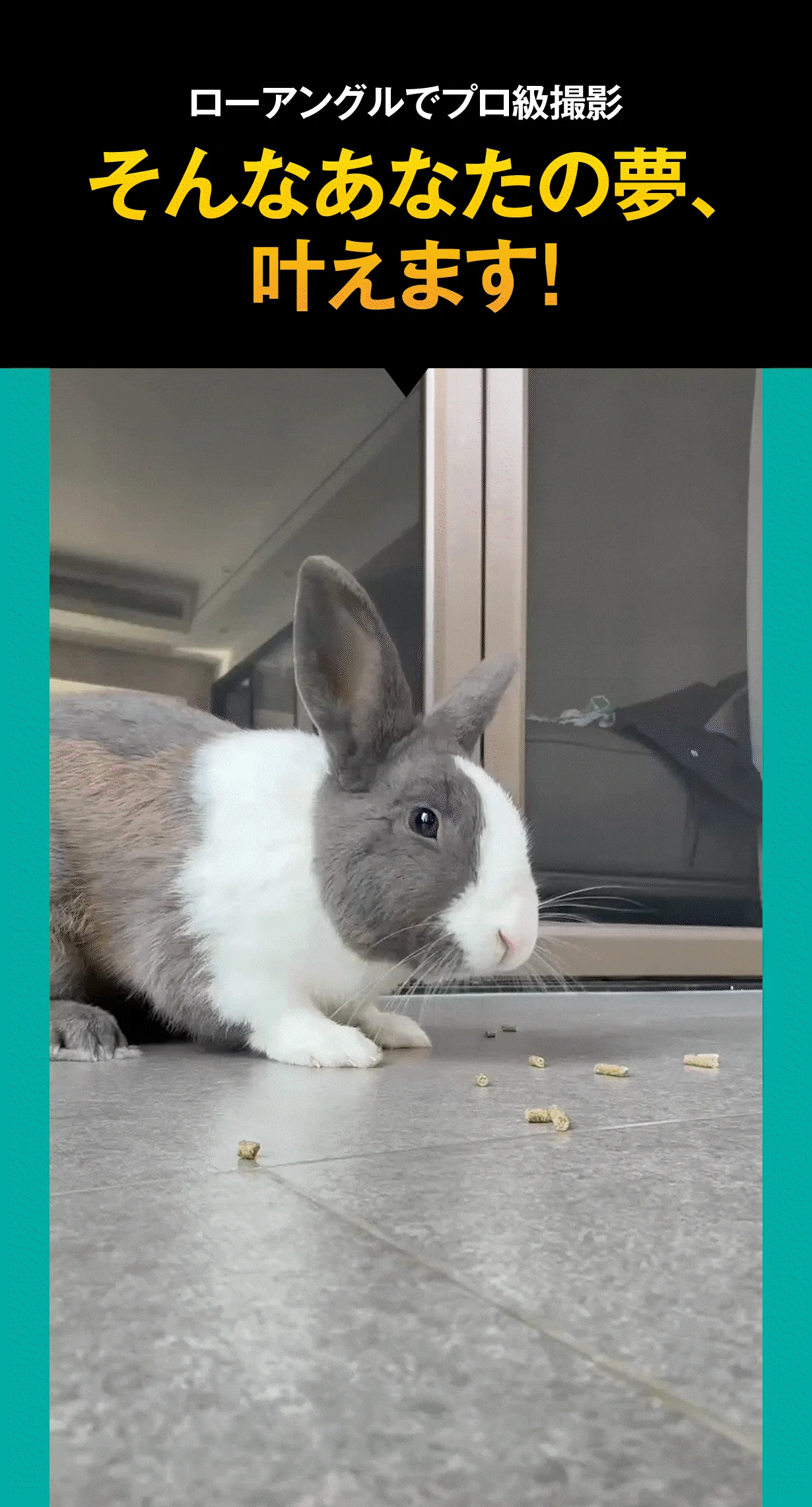 うさぎのローアングル撮影