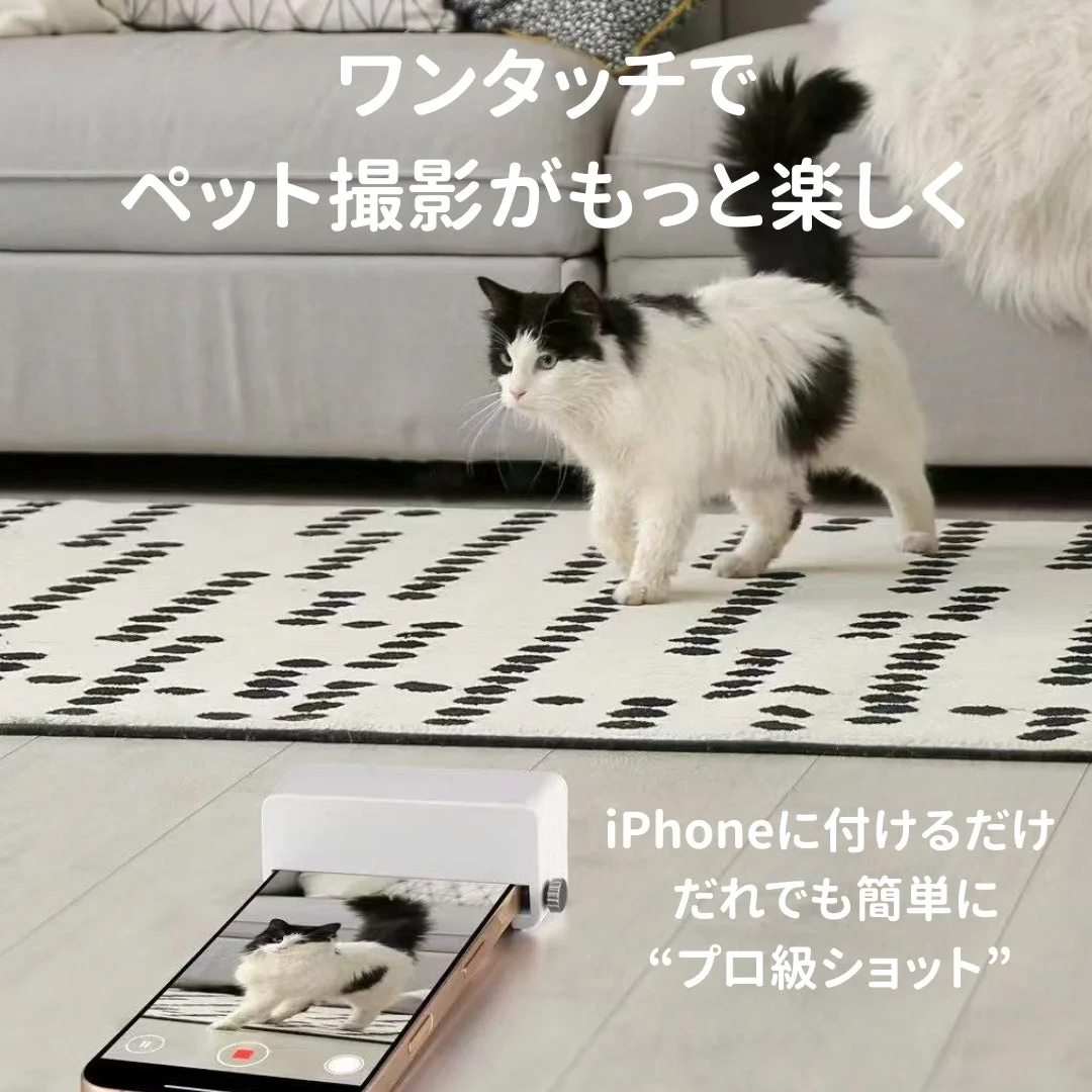 猫の撮影シーン