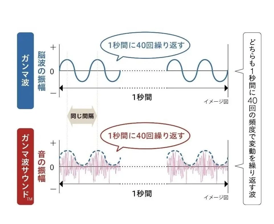 ガンマ波とガンマ波サウンドの波形比較